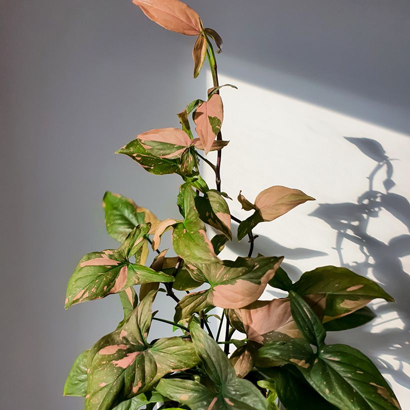 Purpurtute - Syngonium Pink Splash (Plant habit)