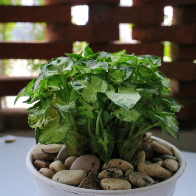Purpurtute - Syngonium podophyllum Pixie (Wuchs)