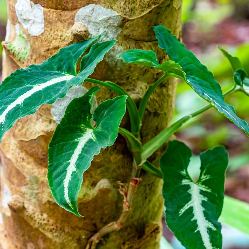 Syngonium wendlandii - Purpurtute (Plant habit)