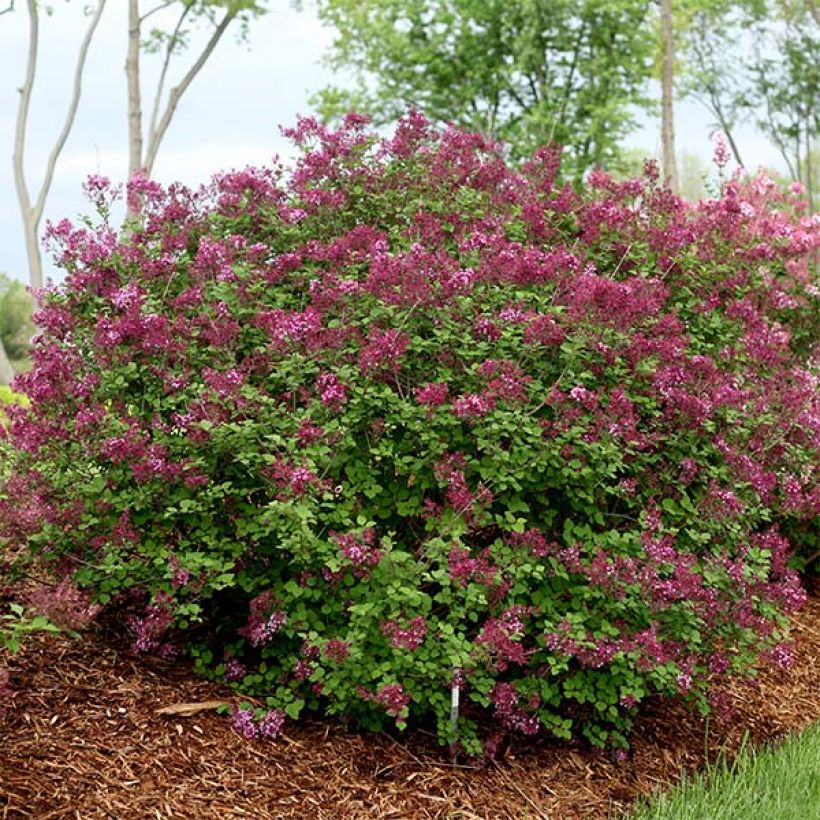 Syringa Bloomerang Dark Purple - Zwerg-Duftflieder (Plant habit)