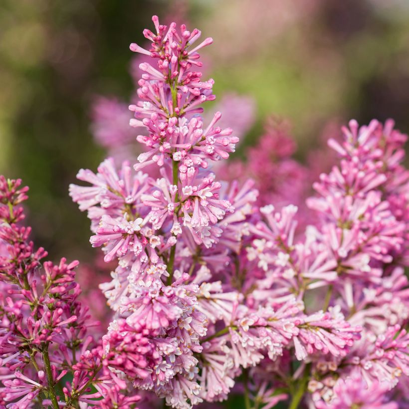 Zwerg-Duftflieder Pinktini™ - Syringa x prestoniae (Flowering)