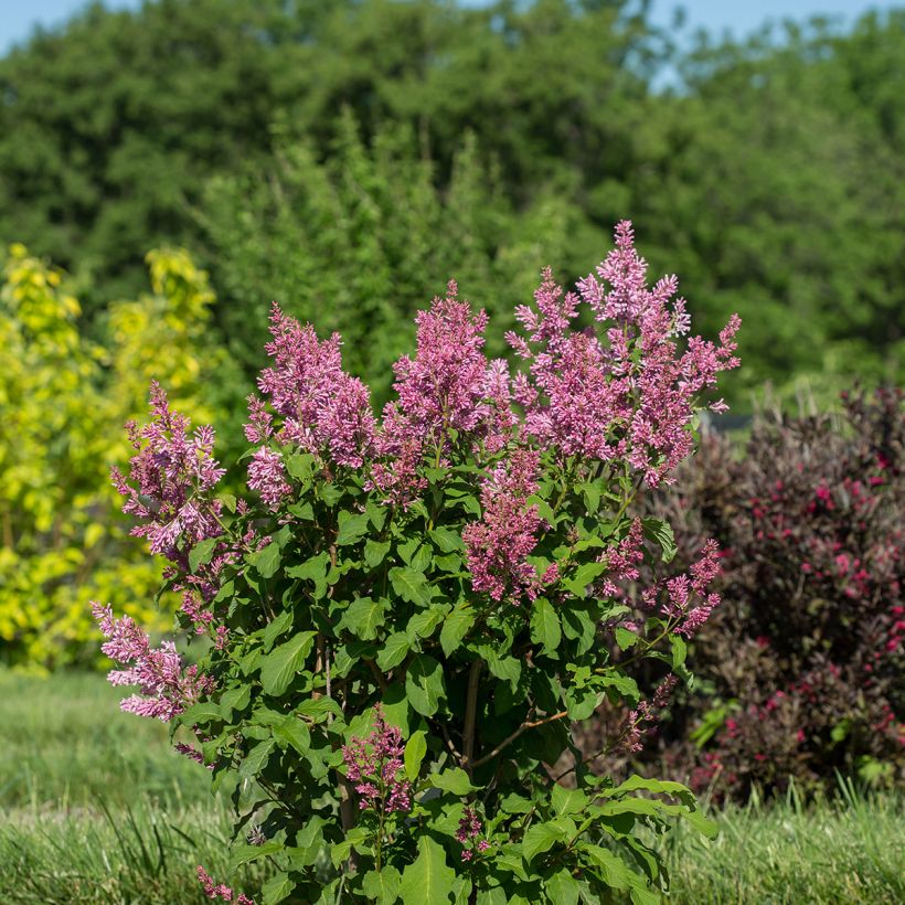 Zwerg-Duftflieder Pinktini™ - Syringa x prestoniae (Plant habit)
