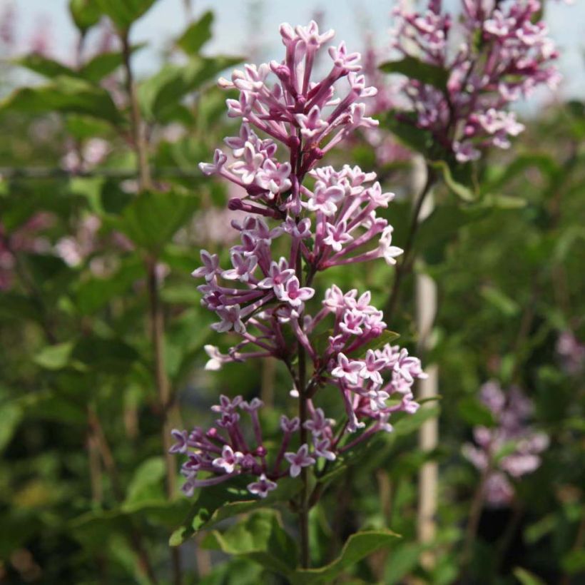 Zwerg-Duftflieder Josée - Syringa velutina (Flowering)