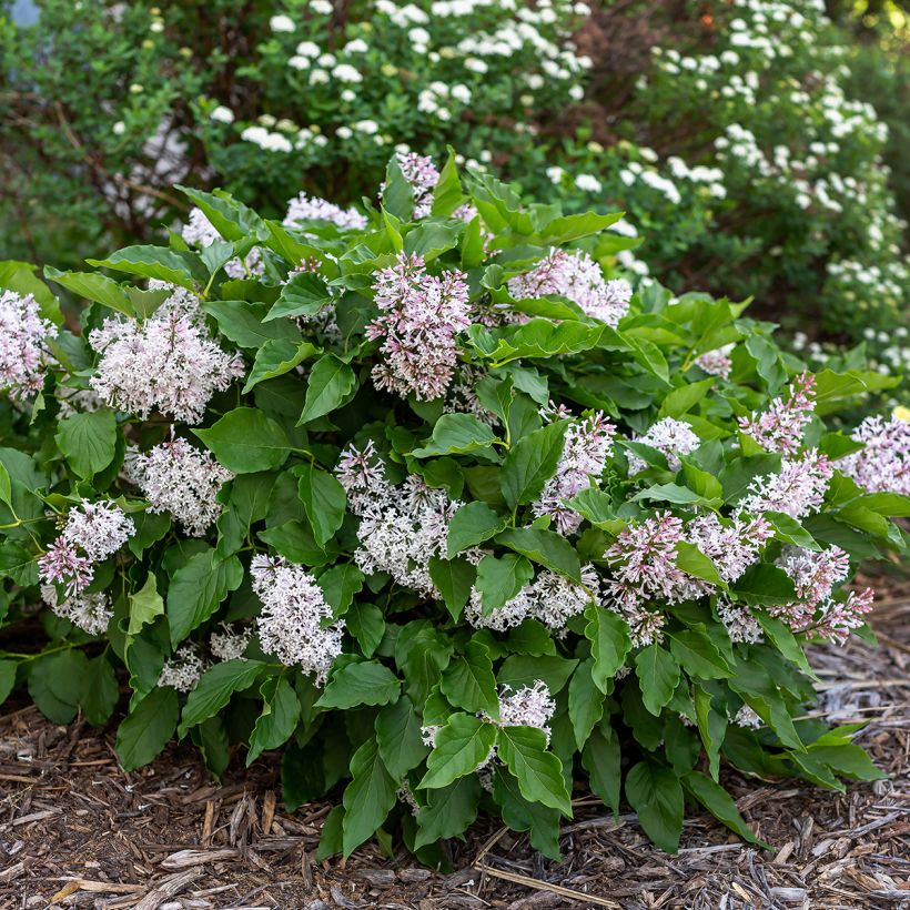 Zwerg-Duftflieder Little Lady™ - Syringa x hybrida (Plant habit)