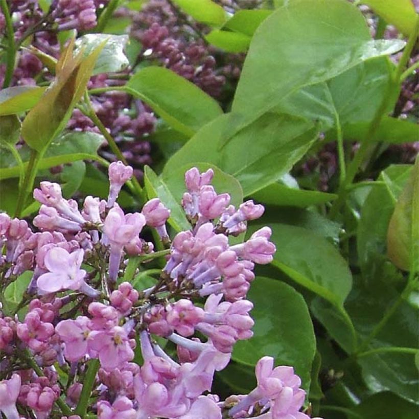 Flieder Maiden's Blush - Syringa hyacinthiflora (Foliage)