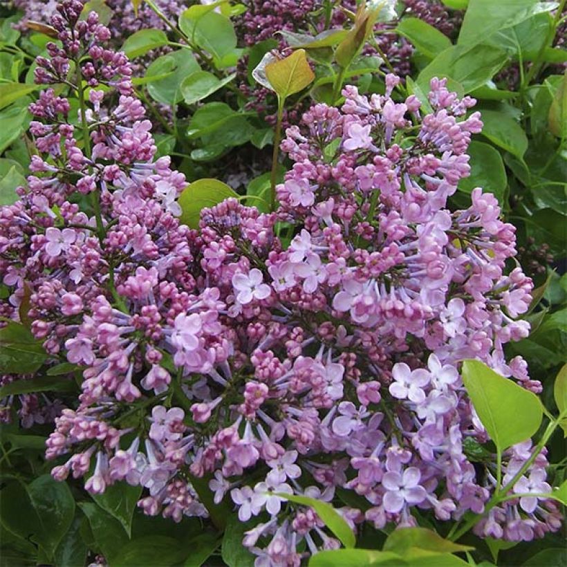 Flieder Maiden's Blush - Syringa hyacinthiflora (Flowering)