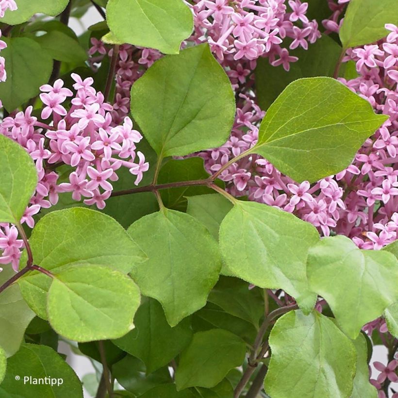 Zwerg-Duftflieder Flowerfesta Pink - Syringa meyeri (Foliage)