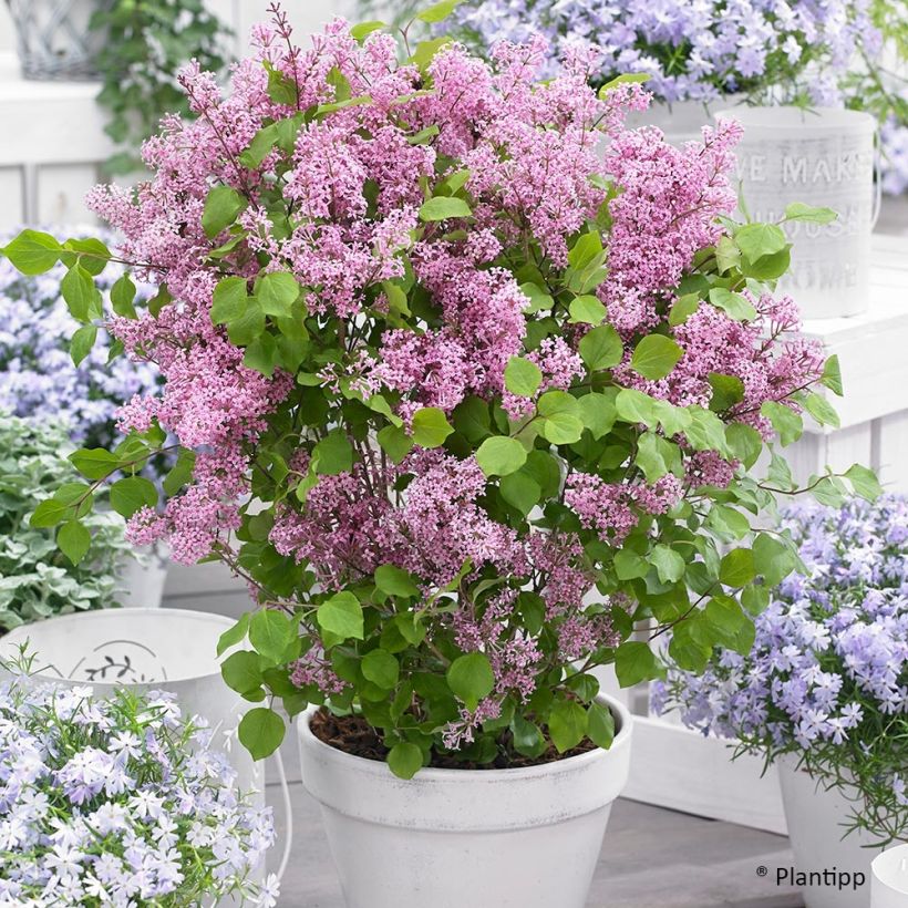 Zwerg-Duftflieder Flowerfesta Pink - Syringa meyeri (Plant habit)