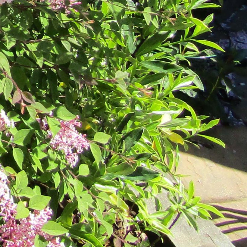 Zwerg-Duftflieder Palibin - Syringa meyeri (Foliage)