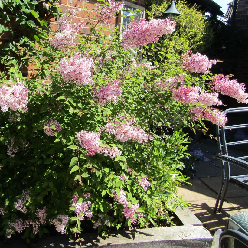 Zwerg-Duftflieder Palibin - Syringa meyeri (Plant habit)