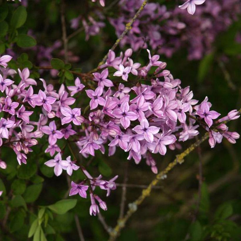 Afghanischer Flieder Kabul - Syringa protolaciniata (Flowering)