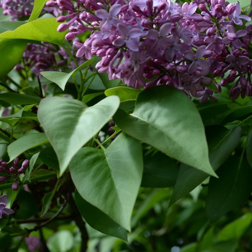 Edelflieder - Syringa vulgaris (Foliage)