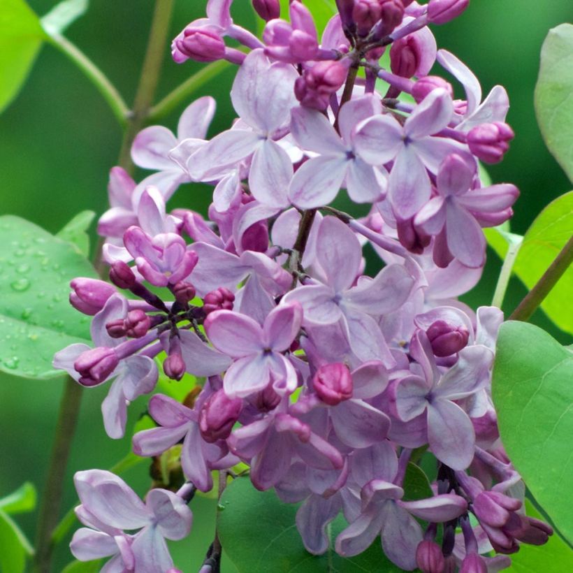 Edelflieder - Syringa vulgaris (Flowering)