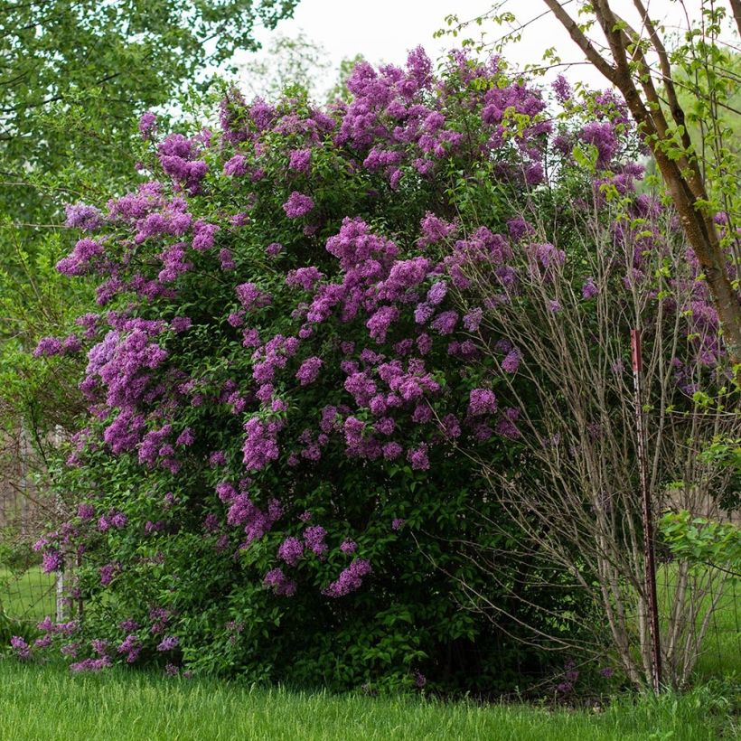 Edelflieder - Syringa vulgaris (Plant habit)