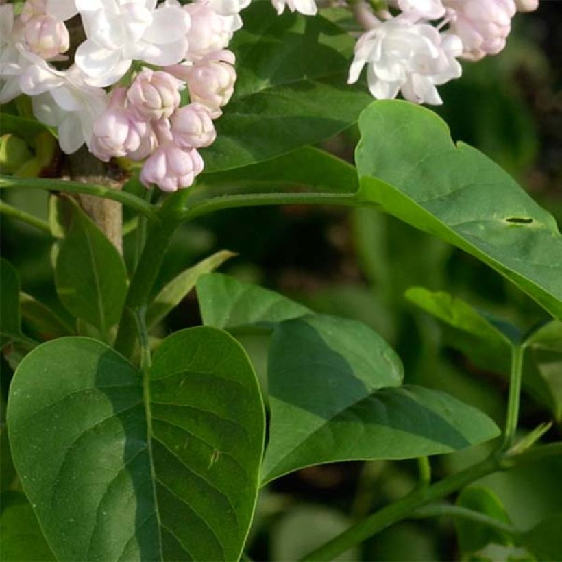 Edelflieder Belle de Moscou - Syringa vulgaris (Foliage)