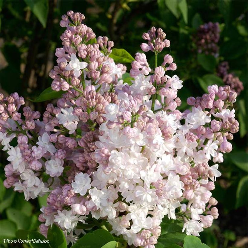 Edelflieder Belle de Moscou - Syringa vulgaris (Flowering)