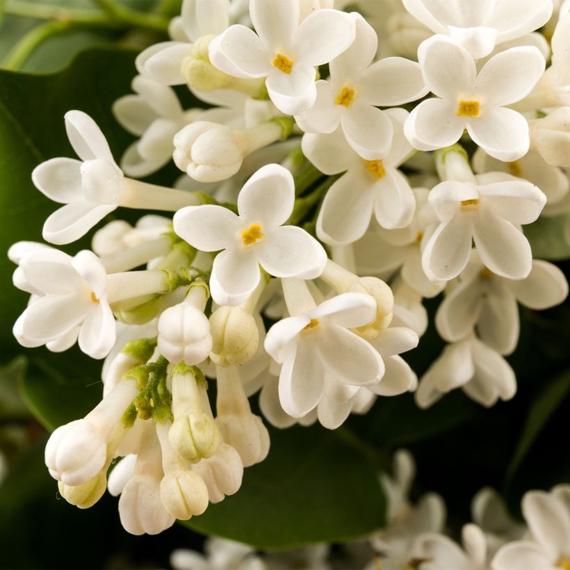 Edelflieder Comtesse D'harcourt - Syringa vulgaris (Flowering)