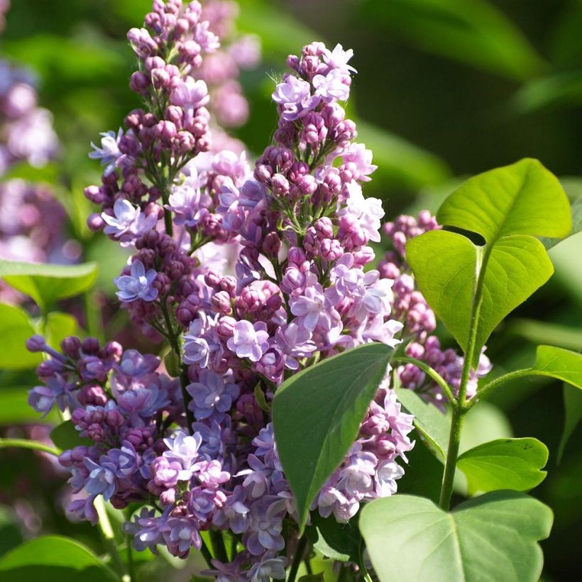 Edelflieder Michel Buchner - Syringa vulgaris (Flowering)