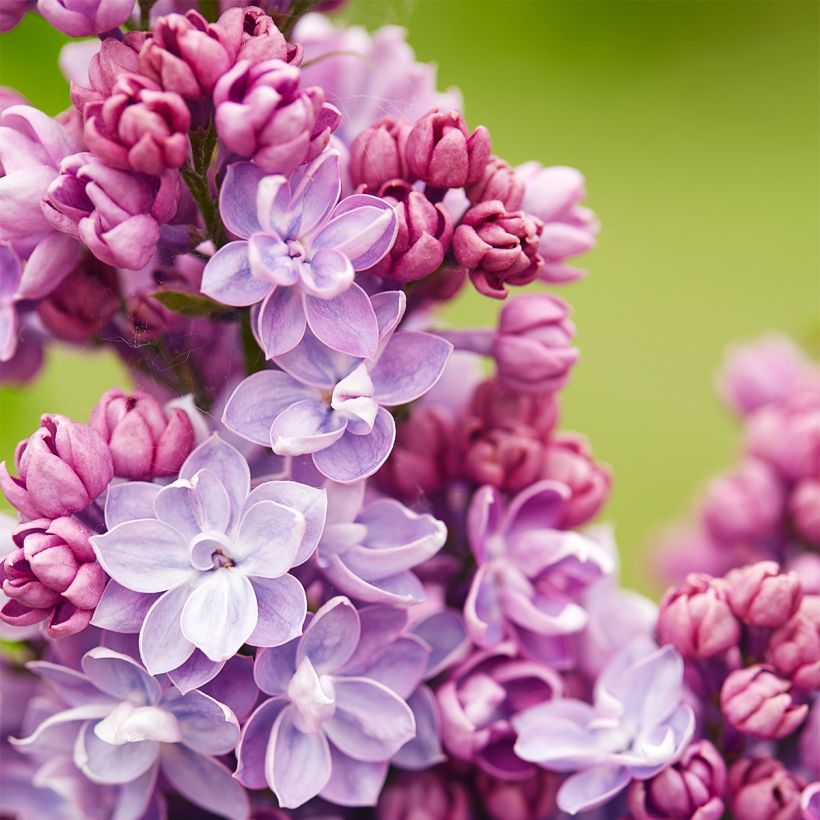 Edelflieder Paul Thirion - Syringa vulgaris (Flowering)