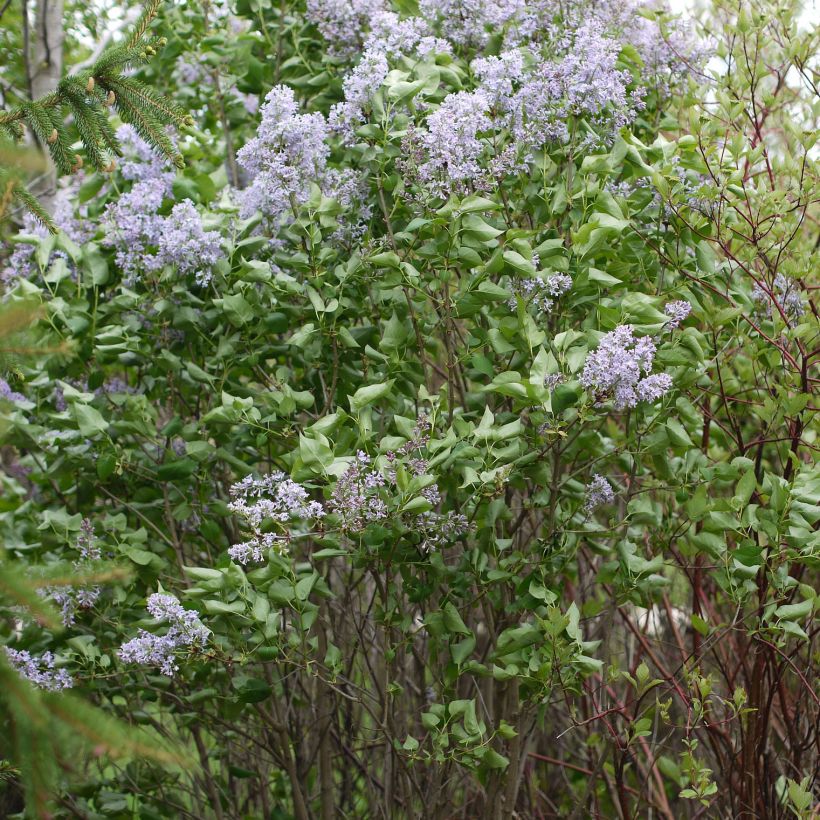 Edelflieder Président Grevy - Syringa vulgaris (Plant habit)