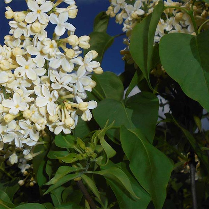 Edelflieder Primrose - Syringa vulgaris (Foliage)