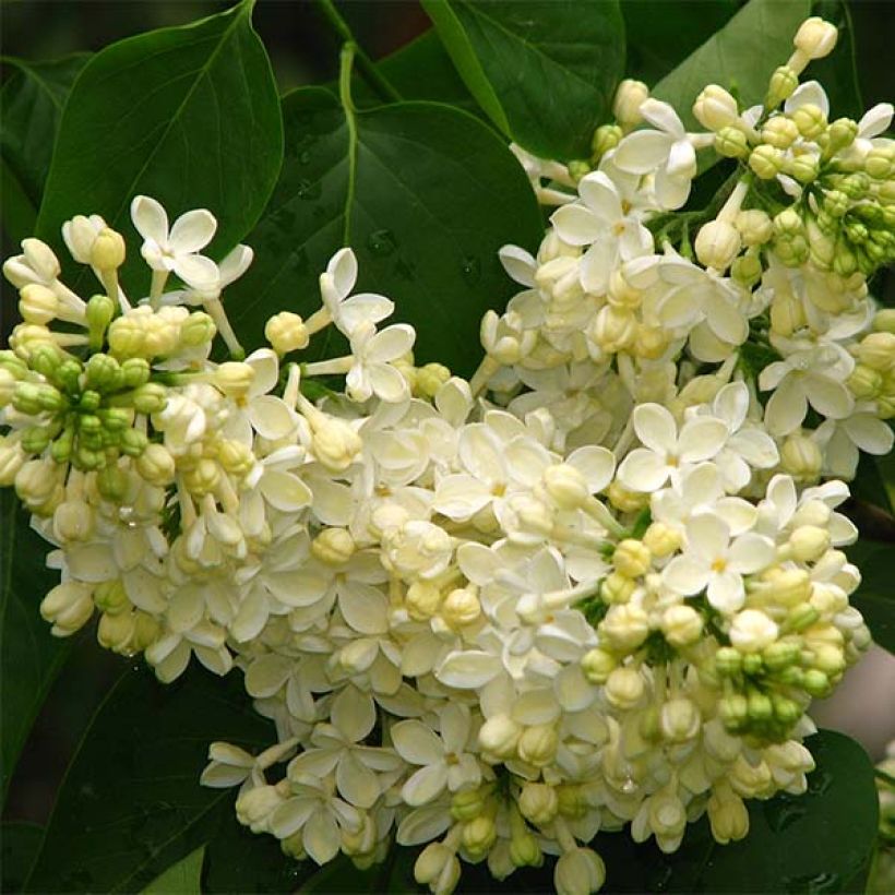 Edelflieder Primrose - Syringa vulgaris (Flowering)