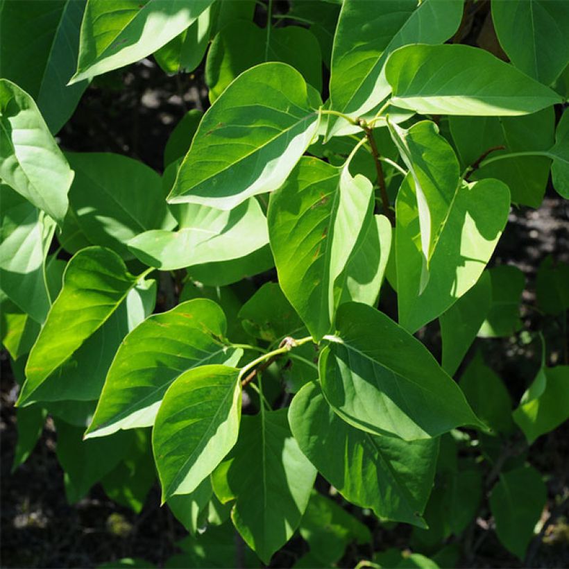 Edelflieder Prince Wolkonsky - Syringa vulgaris (Foliage)