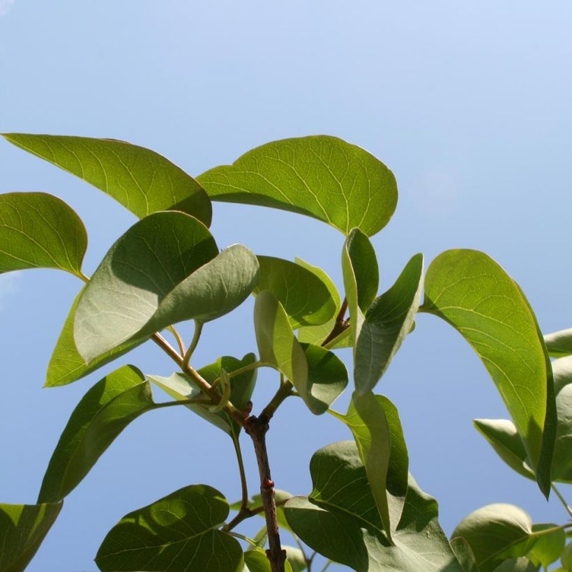 Edelflieder Princesse Sturdza - Syringa vulgaris (Foliage)