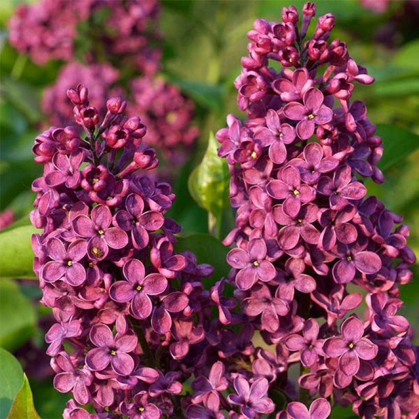 Edelflieder Souvenir de Louis Spaeth - Syringa vulgaris (Flowering)
