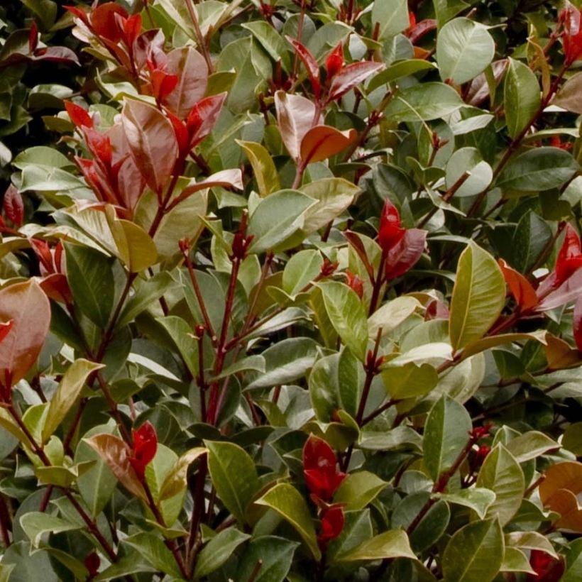 Syzygium australe Big Red - Kirschmyrte (Foliage)