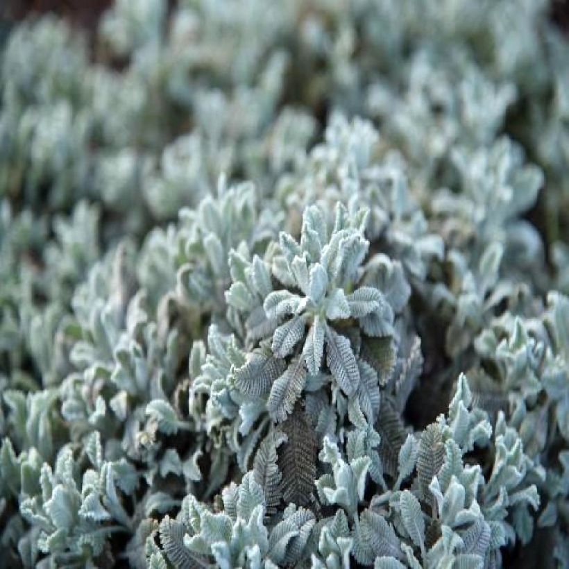 Tanacetum haradjanii Little Frosty - Silberblatt-Margerite (Foliage)
