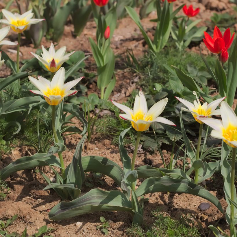 Tulipa greigii White Fire (Plant habit)