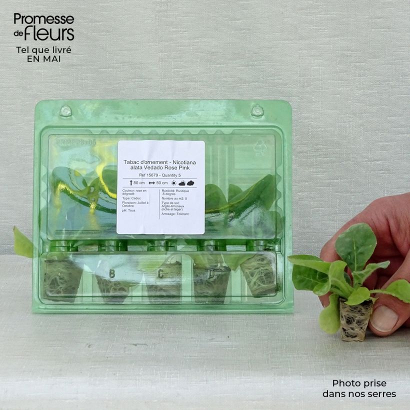 Example of Flügel-Tabak Vedado Rose Pink - Nicotiana Mini-Plug Ø 3/4 cm as you get in printemps
