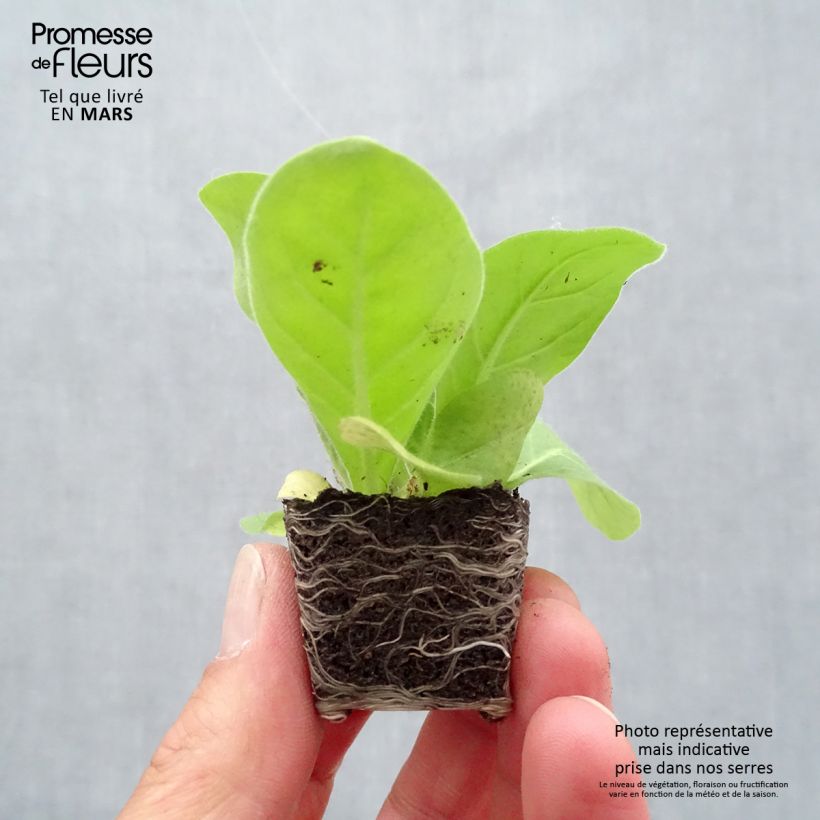 Example of Wald-Tabak Only the Lonely - Nicotiana sylvestris Mini-Plug Ø 3/4 cm as you get in printemps