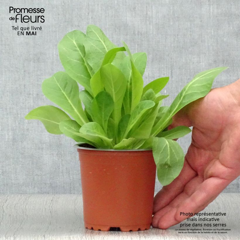 Example of Wald-Tabak Only the Lonely - Nicotiana sylvestris Kleine Töpfe von 8/9 cm as you get in printemps