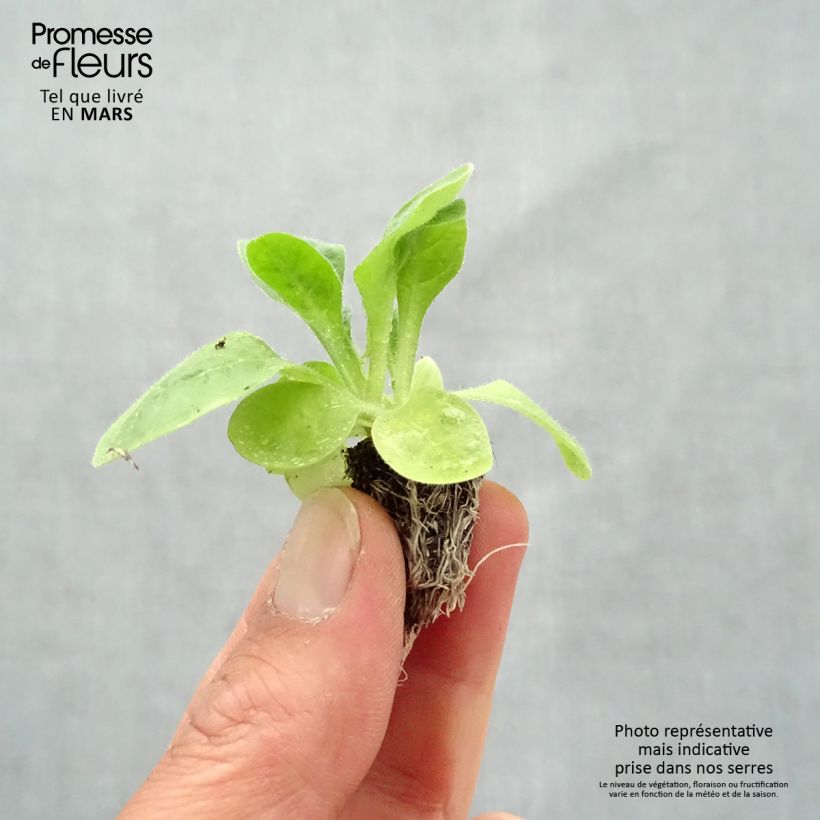 Example of Niederer Ziertabak Perfume F1 Mix - Nicotiana Mini-Plug: Plug 2,2 cm x 2 cm in Anzuchtplatte à 35 Stück as you get in printemps