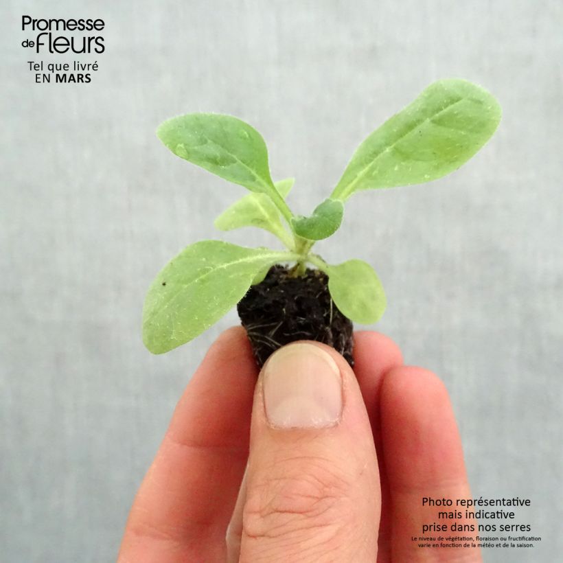 Example of Niederer Ziertabak Perfume Red - Nicotiana Mini-Plug Ø 3/4 cm as you get in printemps