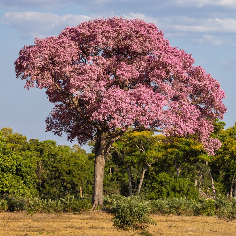 Tabebuia impetiginosa - Roter Lapacho (Plant habit)