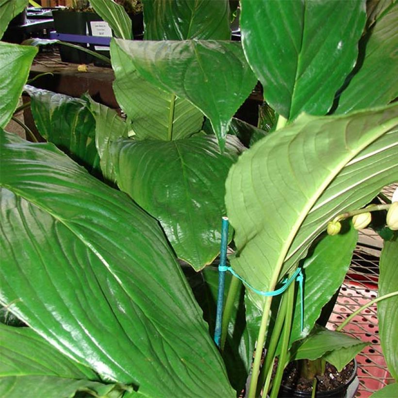 Tacca chantrieri - Fledermausblume (Foliage)