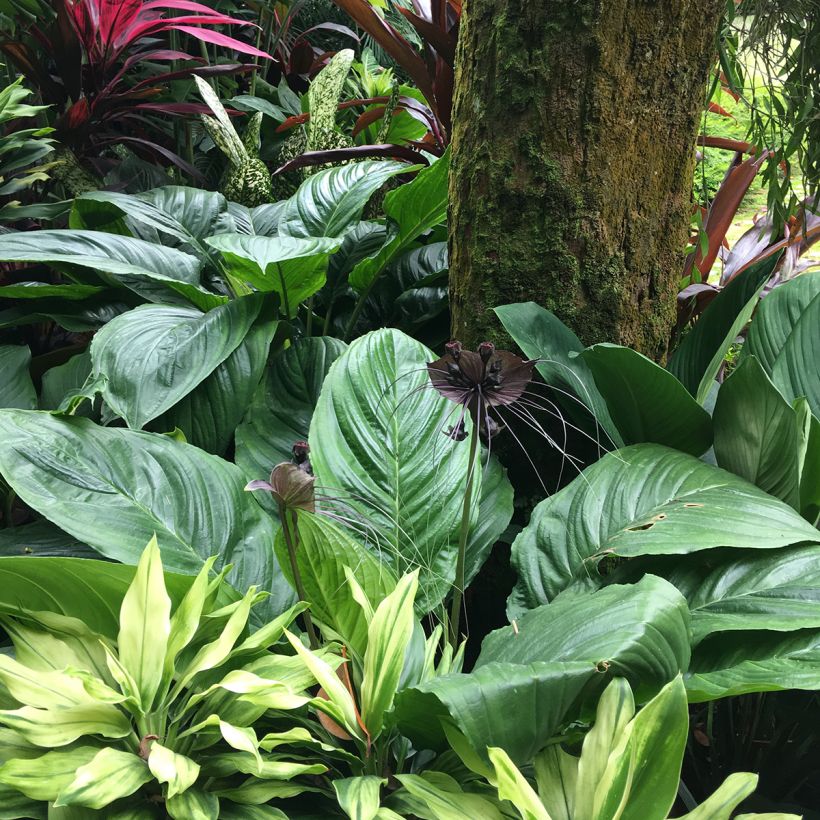 Tacca chantrieri - Fledermausblume (Plant habit)