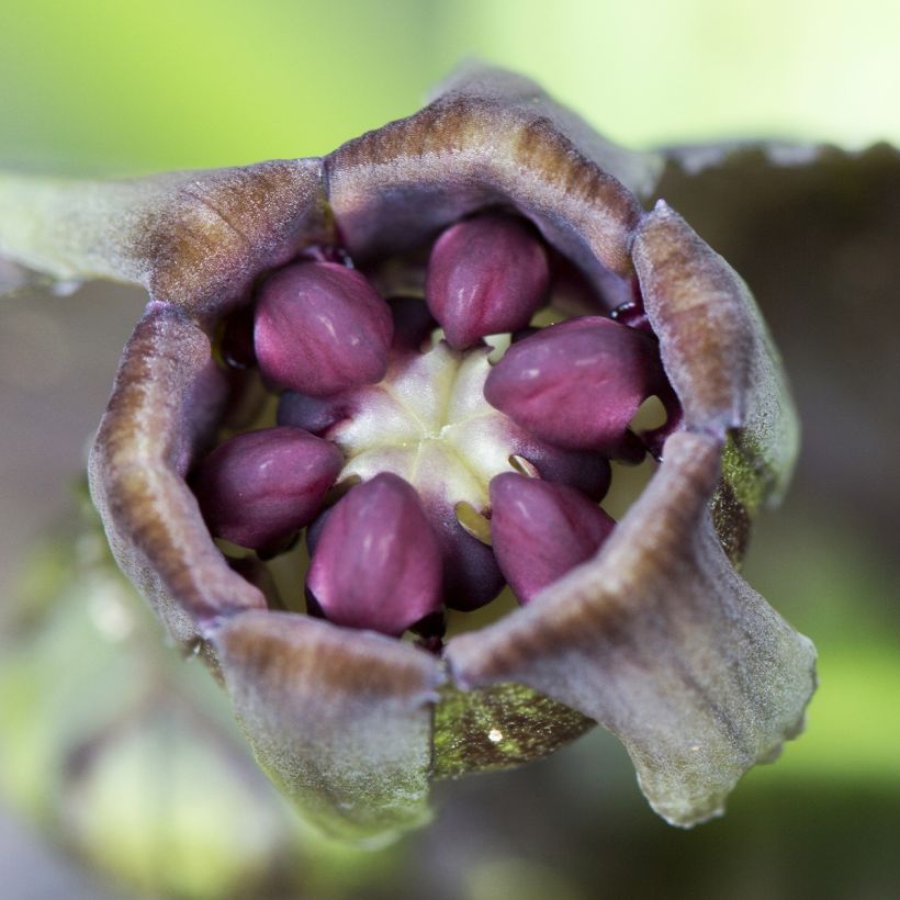 Tacca integrifolia Nivea - Weiße Fledermausblume (Flowering)