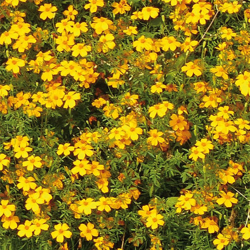 Studentenblume Gold Medal (Flowering)