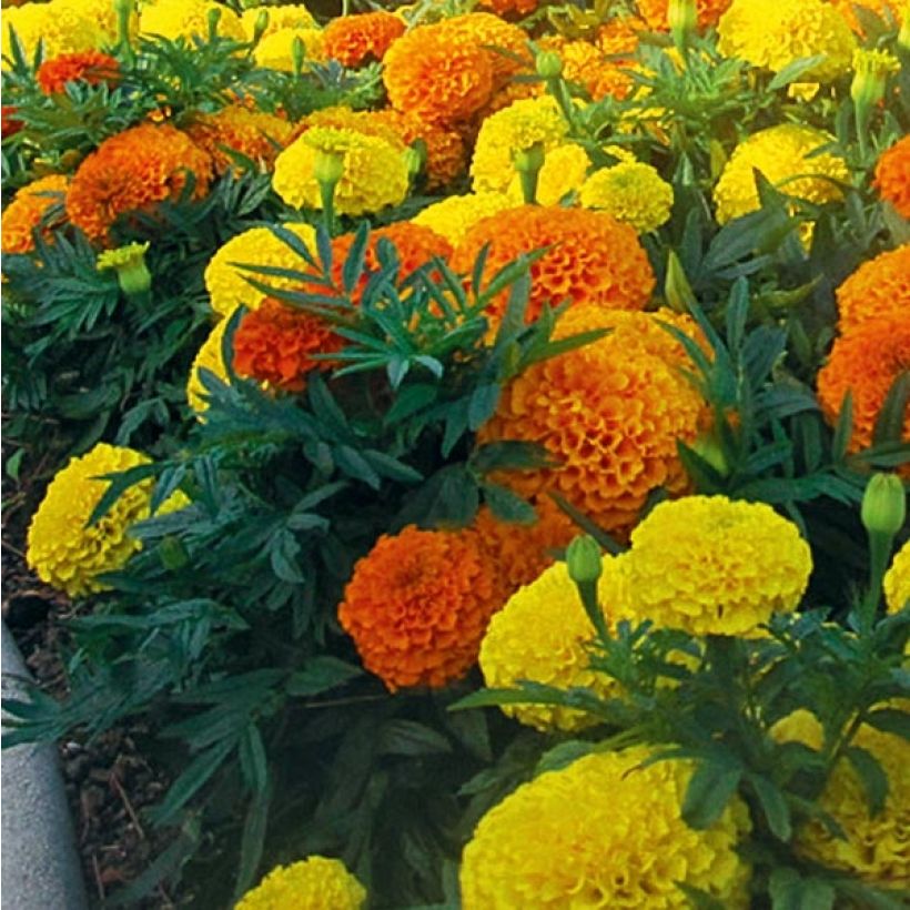 Aufrechte Studentenblume F1 Taishan Mix - Tagetes (Flowering)