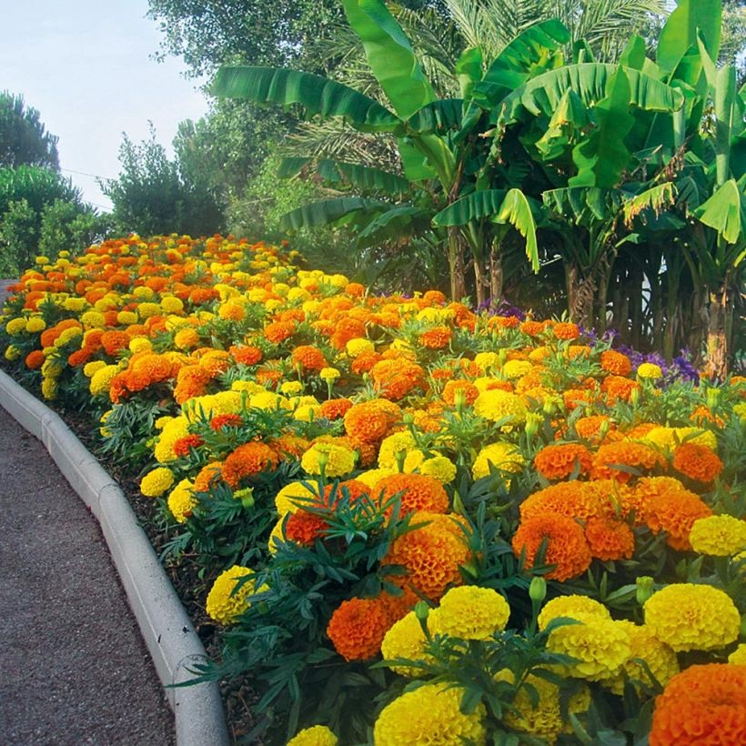 Aufrechte Studentenblume F1 Taishan Mix - Tagetes (Plant habit)