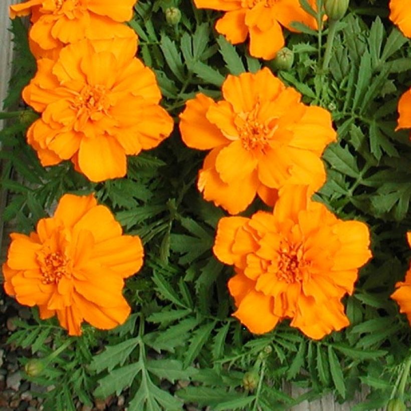Niedrige Studentenblume Queen Orange - Tagetes (Foliage)