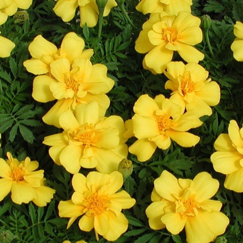 Niedrige Studentenblume Queen Yellow - Tagetes (Flowering)