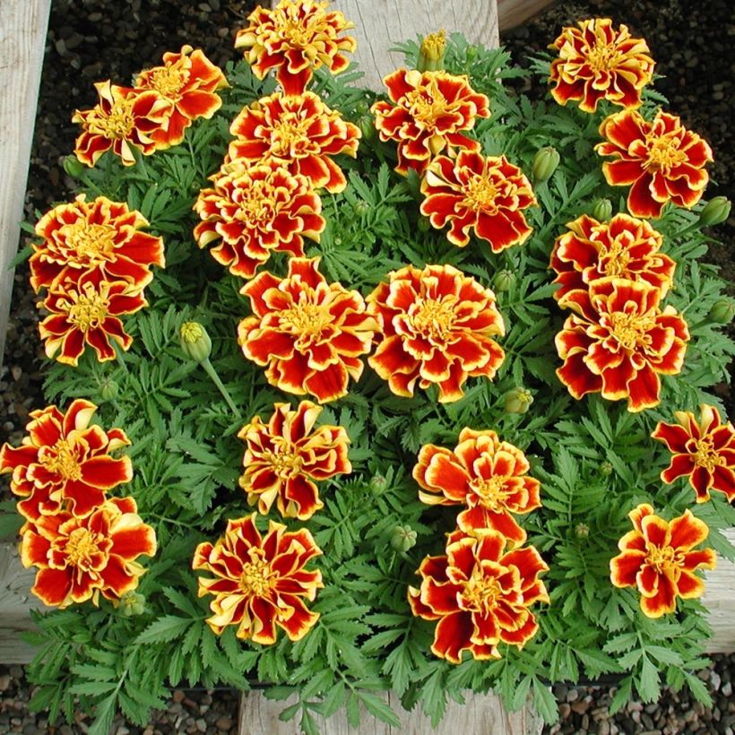 Niedrige Studentenblume Queen Yellow Fire - Tagetes (Plant habit)