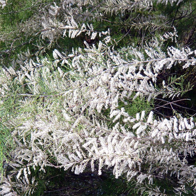 Tamarix ramosissima Hulsdonk White - Sommertamariske (Flowering)