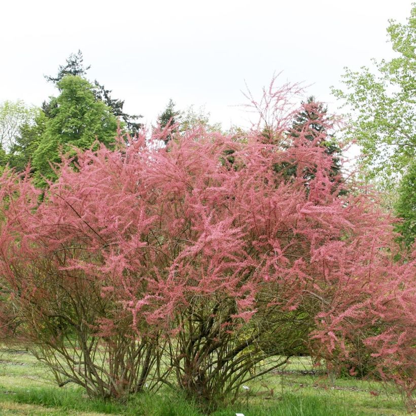 Tamarix ramosissima Rubra - Sommertamariske (Plant habit)