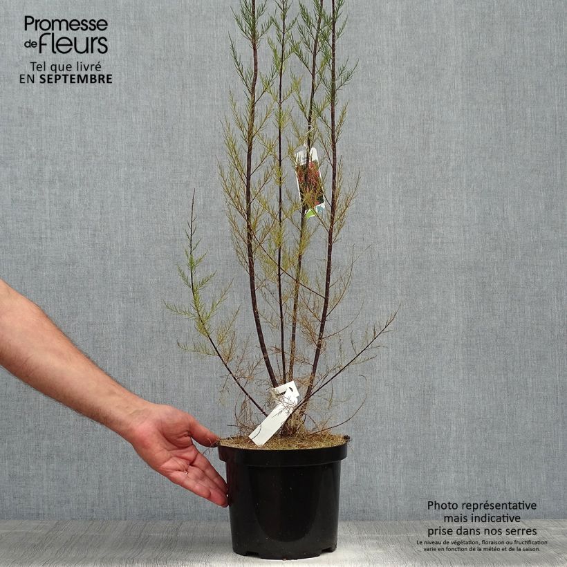 Example of Tamarix ramosissima Rubra - Sommertamariske Topf mit 3L/4L as you get in automne